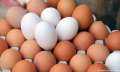 أسعار البيض اليوم الإثنين 4...