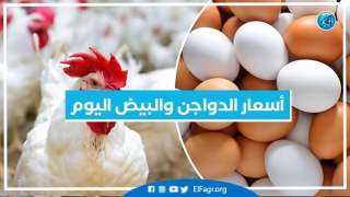أسعار الدواجن والبيض اليوم الاثنين...