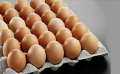 ارتفاع سعر كرتونة البيض اليوم...