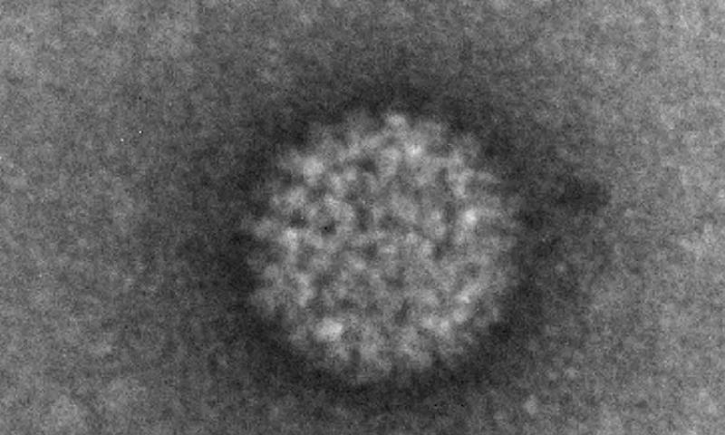 معلومات عن فيروس اللسان الأزرق الذي أرعب الصين ..  مصدره البهائم والحيوانات»