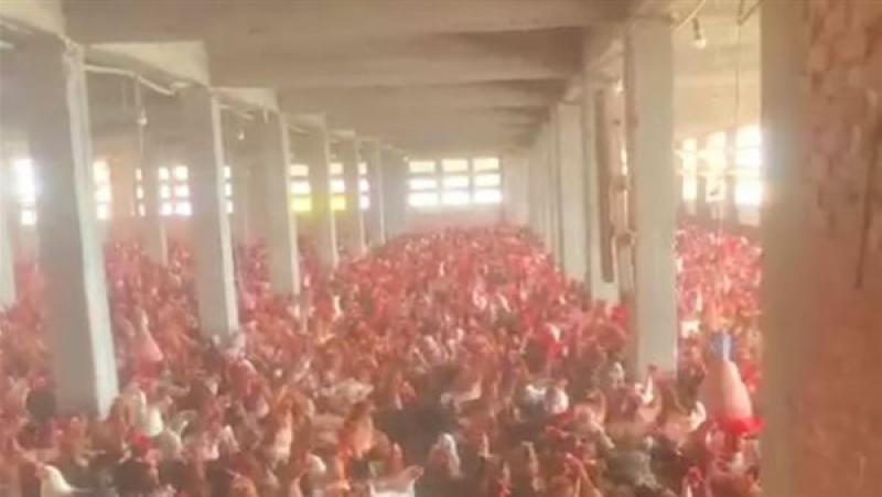 ضبط 10 آلاف دجاجة محجوبة داخل مزرعة بالغربية (فيديو)
