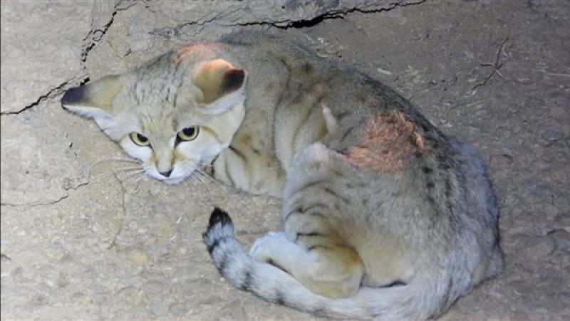 رصد القط الرملي في محمية الوعول بالسعودية لأول مرة